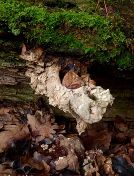 Over-mature chalk-like bracket with fragments below on an oak log in the New Forest, Hampshire